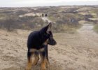 gek spul hoor dat zand : Beau in de duinen